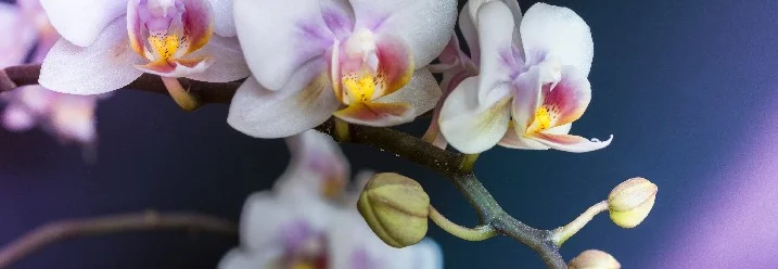Weiß-rosa Orchideenblüten am Stiel