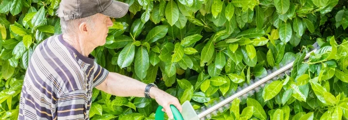 Person schneidet Hecke mit elektrischer Heckenschere