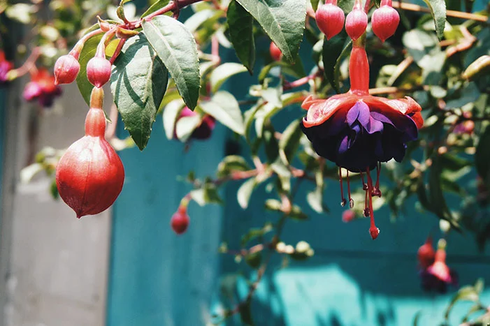 Rosa und lila Fuchsie vor blauer Wand