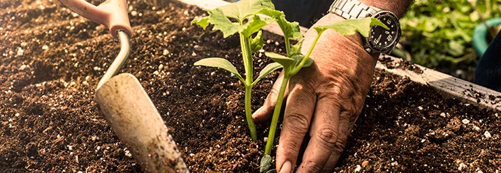 Person pflanzt Setzling mit Kelle ein