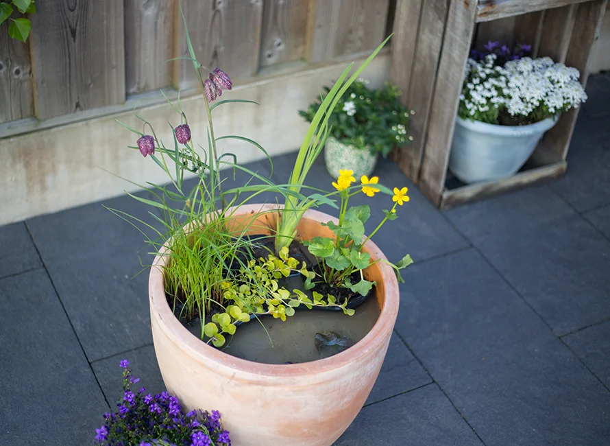 Blühende Sumpfpflanzen im Topf