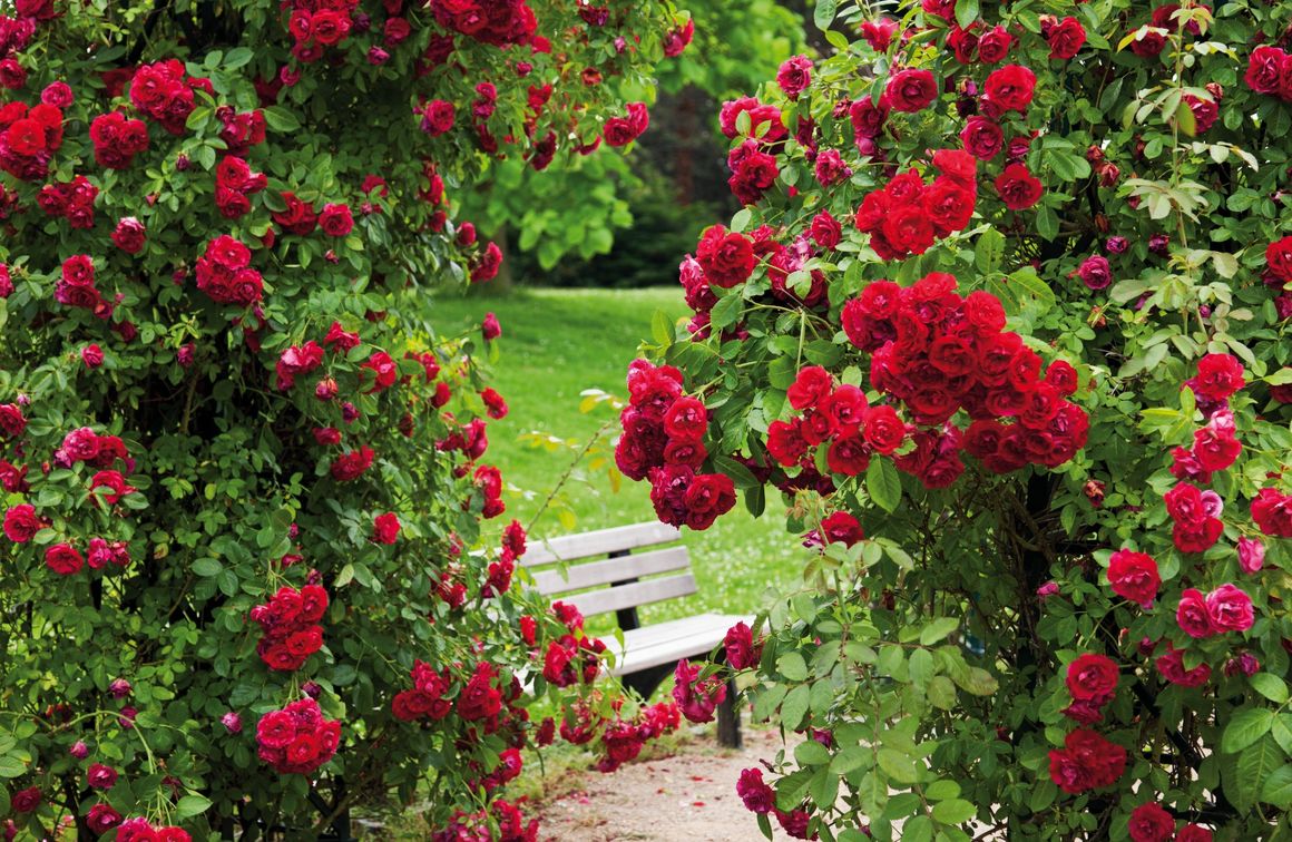 Rote Buschrosen