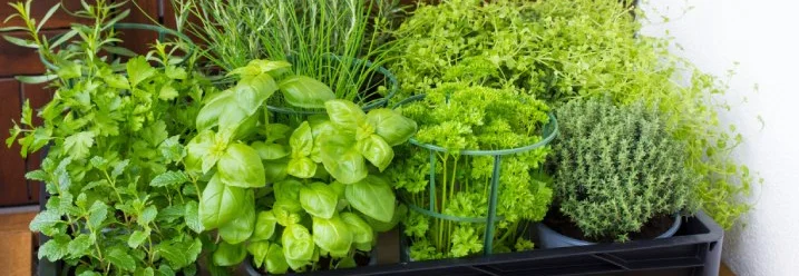 Kräuterkasten mit Basilikum und Rosmarin