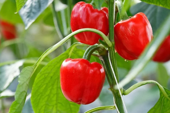 Drei rote Paprika an einer Pflanze