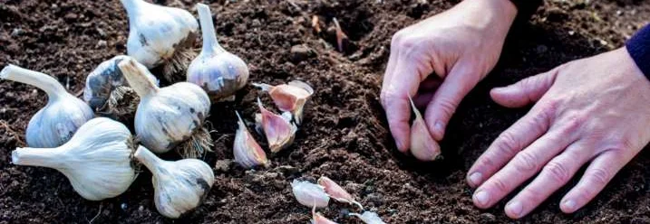 Hände pflanzen Knoblauchzehen in die Erde