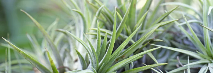 Grüne, spitze Blätter einer Pflanze