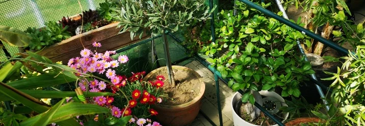 Pflanzen in einem Gewächshaus