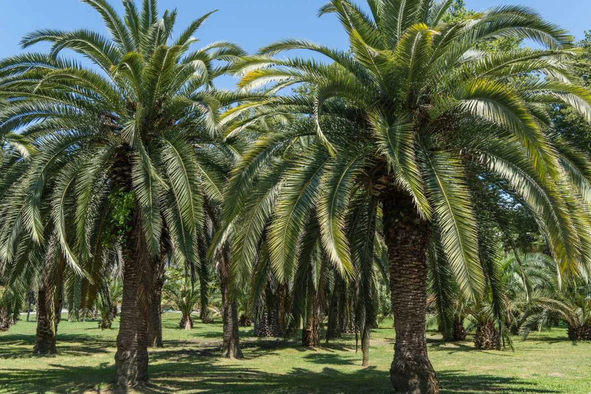 Mehrere Palmen auf einer Rasenfläche