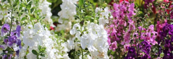 Bunte Blumenwiese mit weißen, lila und pinken Blüten