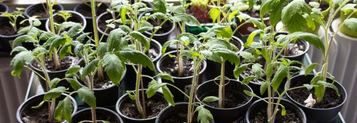 Junge Tomatenpflanzen in Töpfen