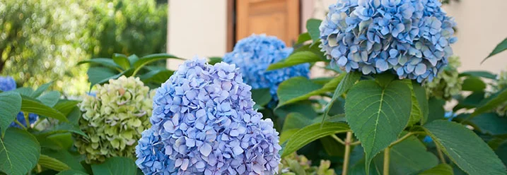 Blaue Hortensien vor einem Haus