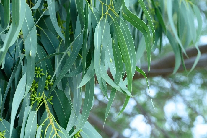 Nahaufnahme von Eukalyptusblättern
