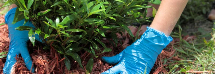 Person pflanzt mit Handschuhen