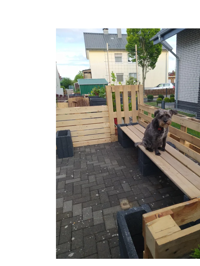 Hund auf einer Bank aus Paletten