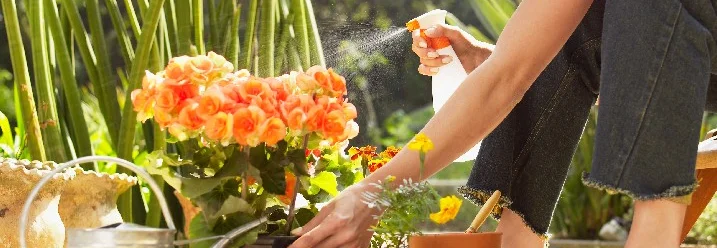 Person gießt Topfpflanze mit Sprühflasche