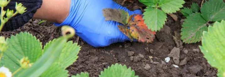 Hand mit Handschuh entfernt Blätter