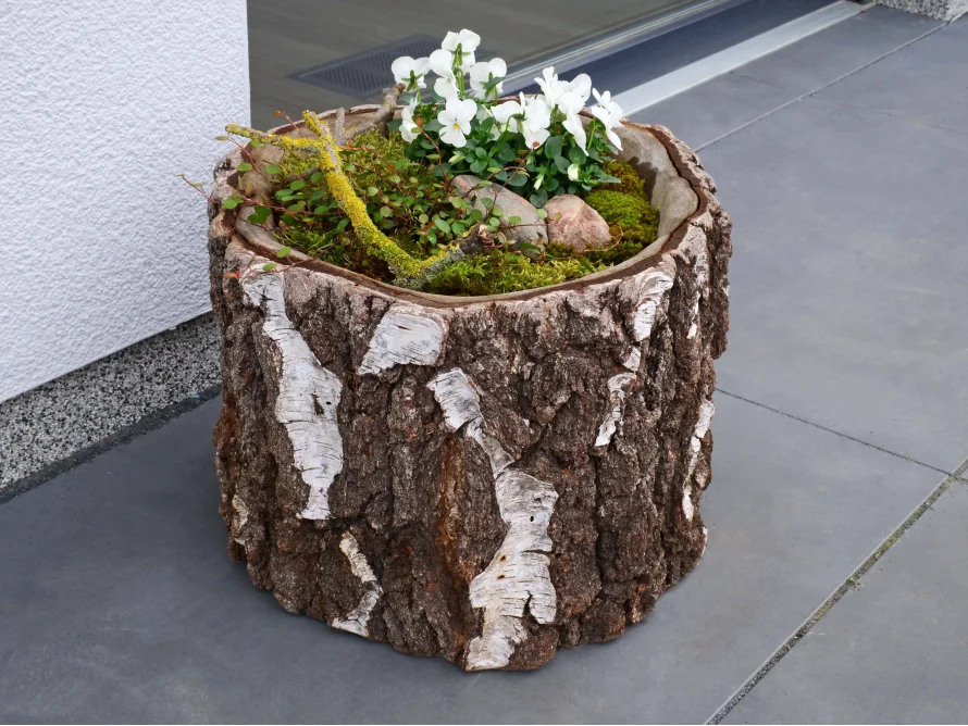 Pflanzgefäß aus einem Birkenstamm