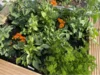 Hochbeet mit Tomaten, Basilikum und Ringelblumen
