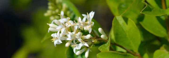 Weiße Blüten an einem grünen Strauch