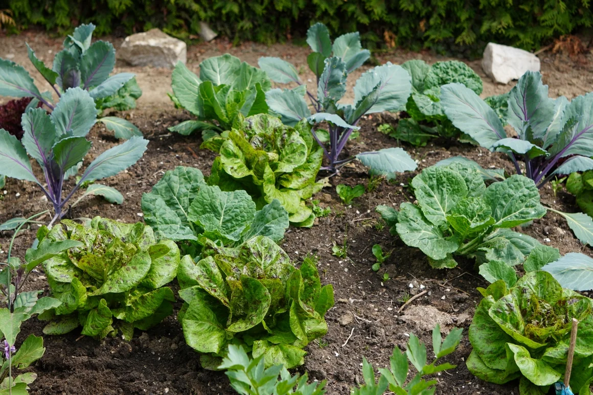 Gemüsebeet mit Salat und Kohl
