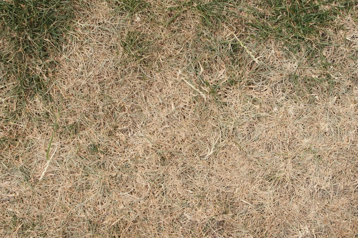 Verdorrter Rasen