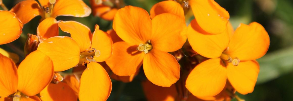 Goldlack im Garten
