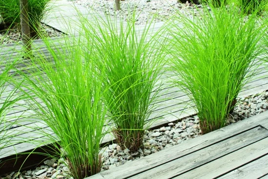 Ziergräser auf Holzterrasse