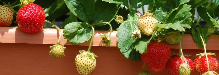 Erdbeerpflanzen in einem Balkonkasten