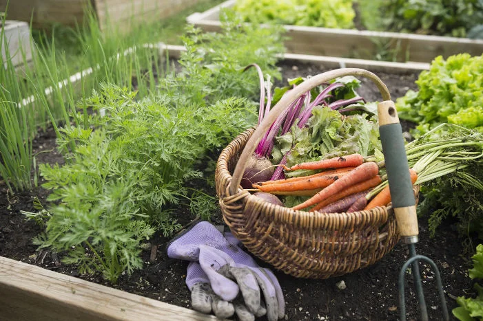 Gemüseernte im Hochbeet