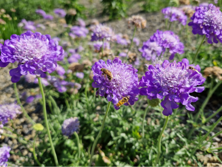 Lila Blüten mit Bienen