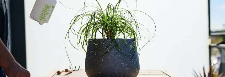 Person besprüht Pflanze mit Sprühflasche