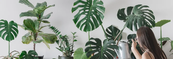 Person gießt Pflanzen auf einem Regal