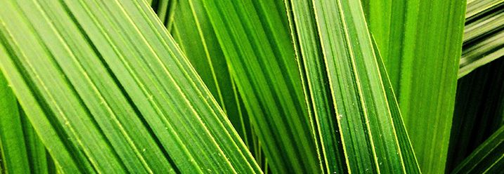 Grüne Palmen blätter