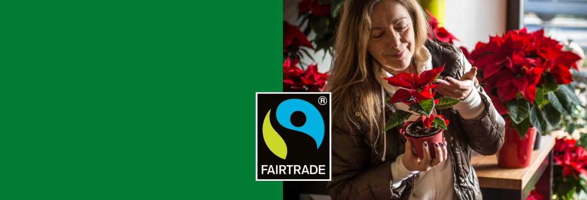 Fairtrade Weihnachtssterne