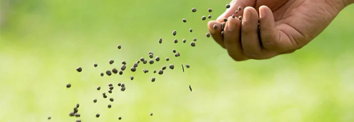 Hand sät Grassamen auf Rasen