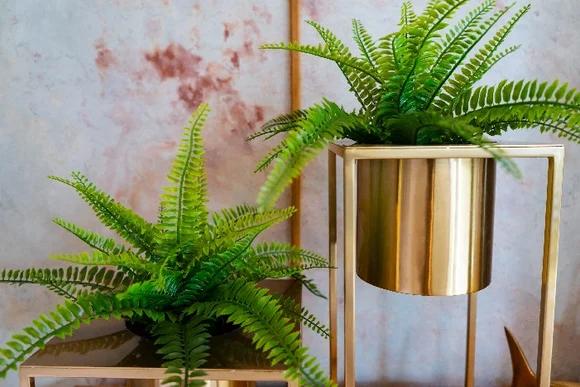 Zwei Farne in goldenen Übertöpfen