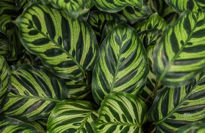 monstera miracle Monstera deliciosa miracle tricolor (Rare plants & beautiful plants) –  Lucky Plants Thailand