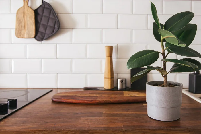 Küche mit Pflanze auf der Arbeitsplatte