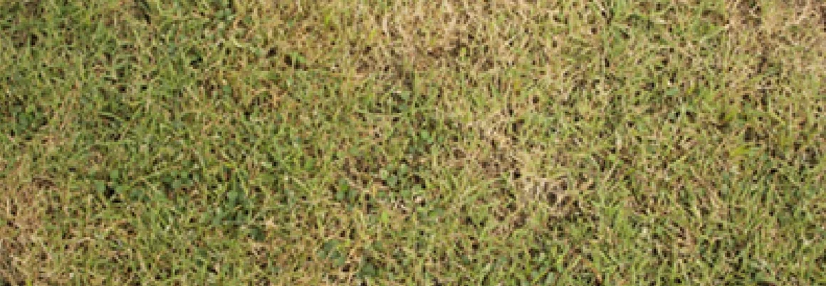 Nahaufnahme von trockenem Gras