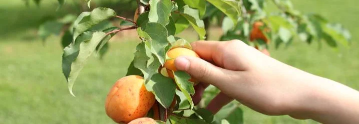 Hand pflückt Aprikose