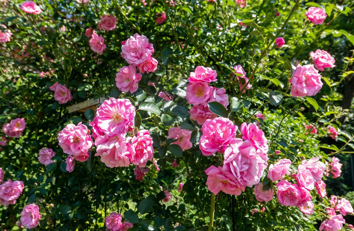Strauchrose
