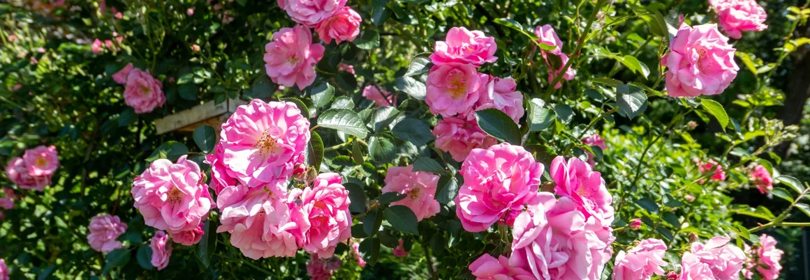 Rosa Rosen blühen am Strauch