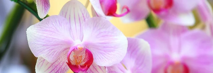 Nahaufnahme rosa-weißer Orchideenblüten