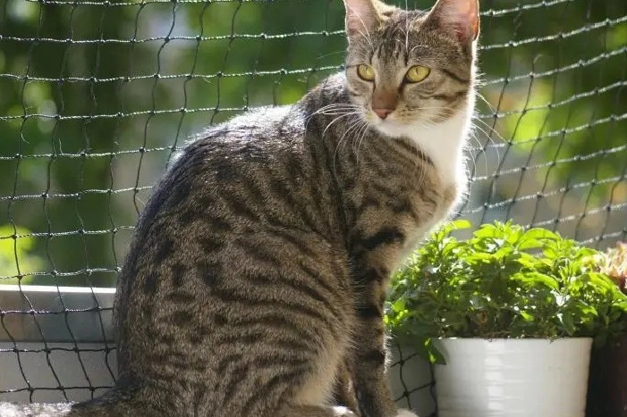 Eine getigerte Katze sitzt auf einem Balkon vor einem Sicherheitsnetz.