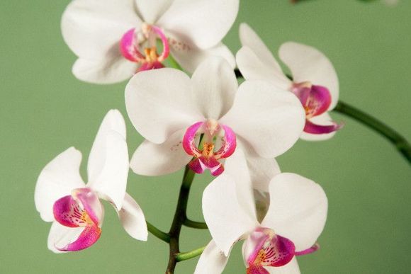 Schmetterlingsorchidee in weiß/pink