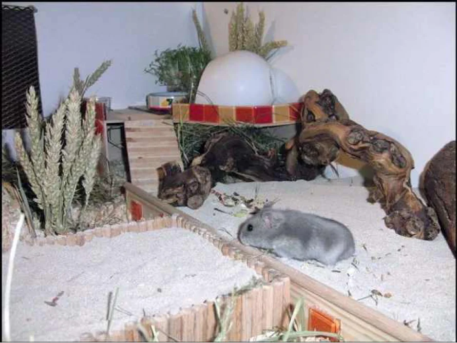 Hamster im Terrarium