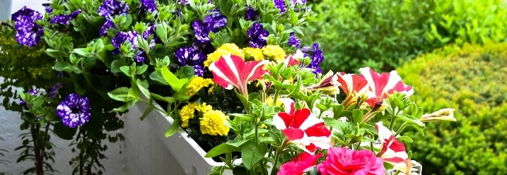 Blumenkasten mit bunten Sommerblumen