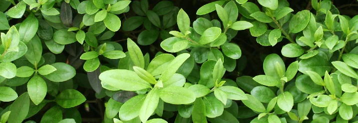 Nahaufnahme von grünen Blättern