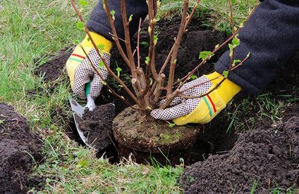 RT Beete planen Das neue Beet bepflanzen 20 07 717x467