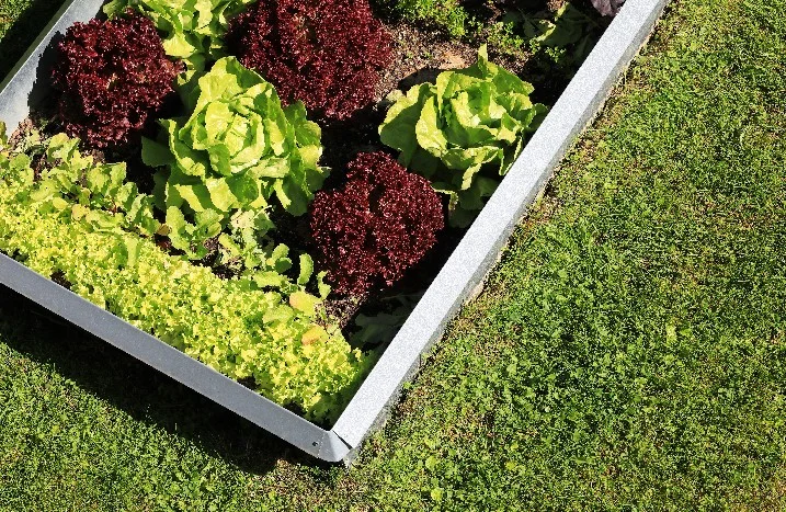 Verschiedene Salatsorten im Hochbeet